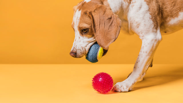 Pet's accessories