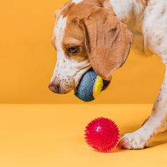 Collection image for: Pet's accessories